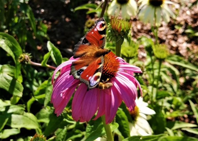 Motyl, kwiat na rabacie