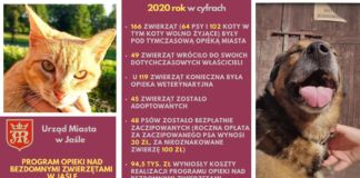 2020 rok w cyfrach, dane dotyczące programu opieki nad bezdomnymi zwierzętami w Jaśle. Zdjęcia zwierząt oraz dane teleadresowe w sprawie adopcji.